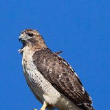 11SB7648 Red-tailed Hawk